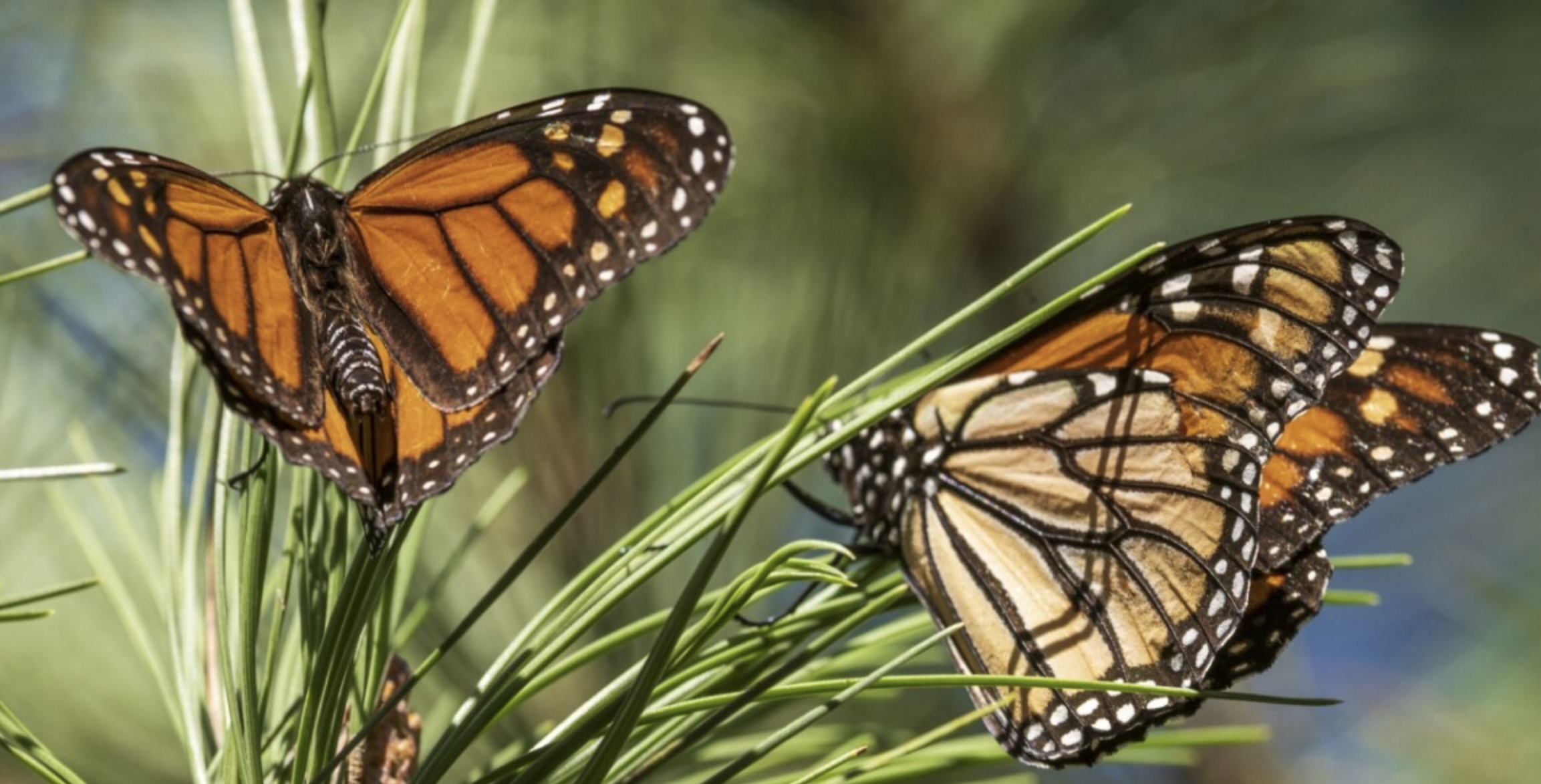 Butterfly population decline
