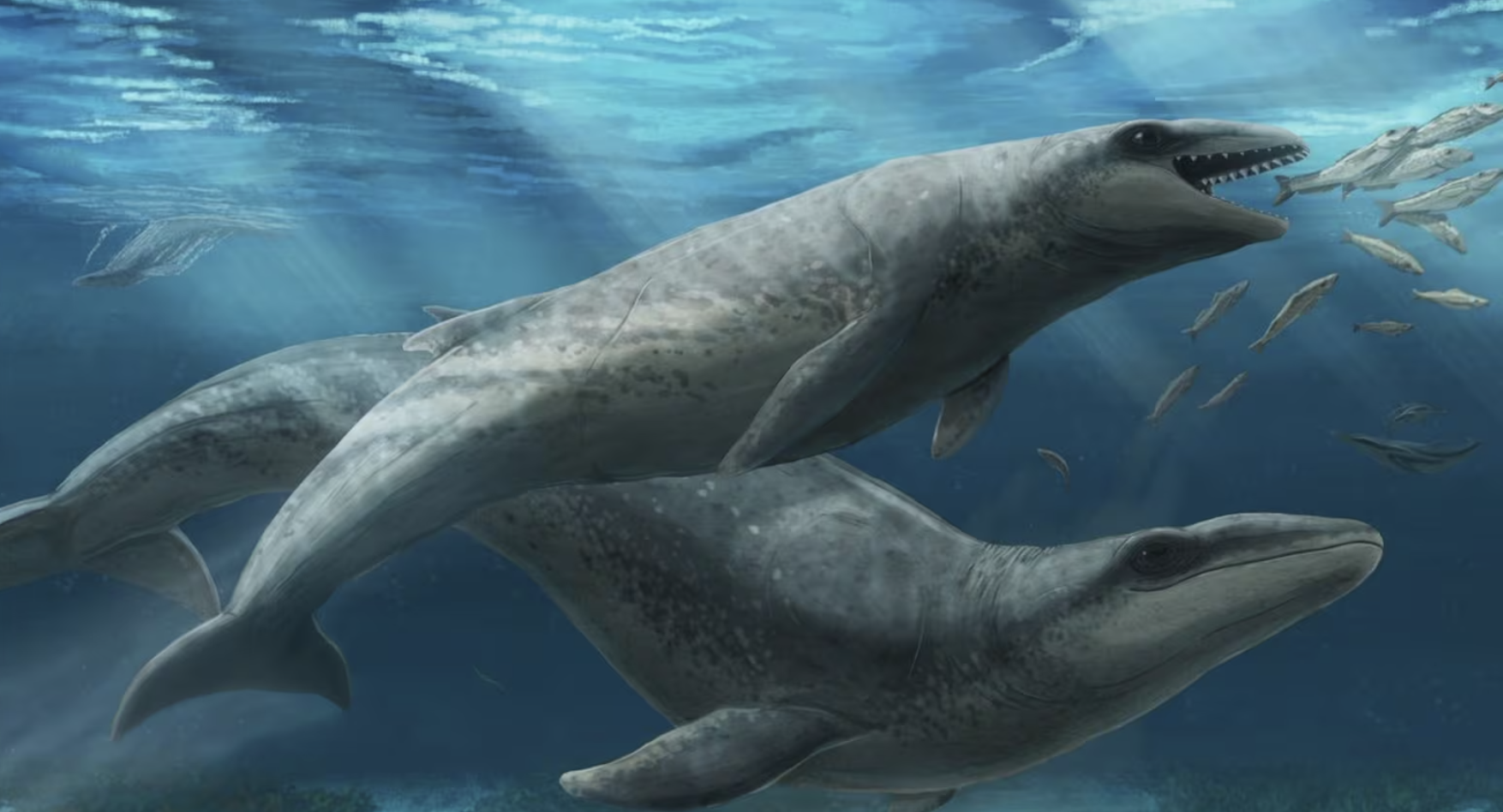 Ancient whale fossil